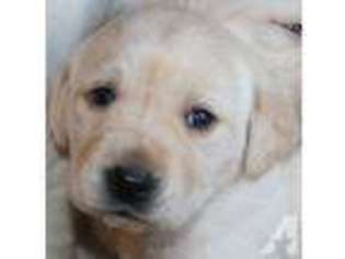 Labrador Retriever Puppy for sale in WARE, MA, USA