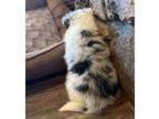 Shetland Sheepdog Puppy for sale in Shirley, AR, USA