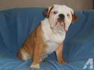 Bulldog Puppy for sale in SANDY CREEK, NY, USA