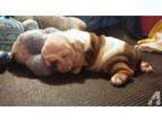 Bulldog Puppy for sale in CAMDEN, NJ, USA
