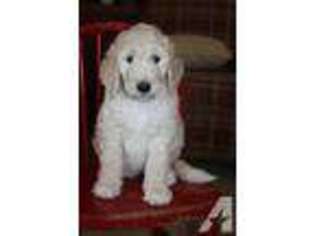 Goldendoodle Puppy for sale in CEDARVILLE, OH, USA