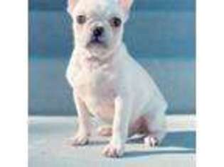 French Bulldog Puppy for sale in Minneapolis, MN, USA