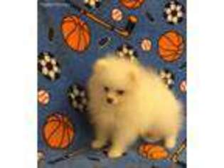 Pomeranian Puppy for sale in Auburn, GA, USA