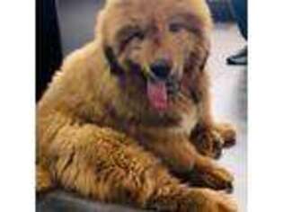 Tibetan Mastiff Puppy for sale in Las Vegas, NV, USA