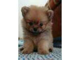 Pomeranian Puppy for sale in Atlantic, IA, USA
