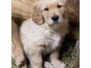 Golden Retriever Puppy for sale in Cranston, RI, USA