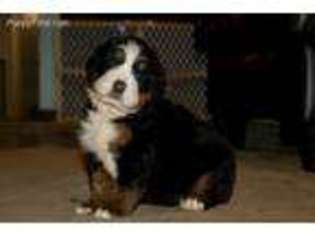 Bernese Mountain Dog Puppy for sale in Prospect, OH, USA