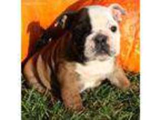 Bulldog Puppy for sale in Nunn, CO, USA