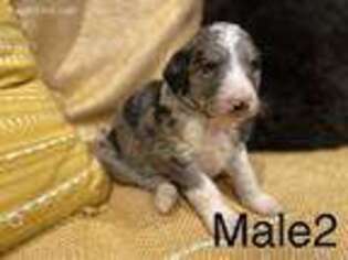 Australian Shepherd Puppy for sale in Harrodsburg, KY, USA