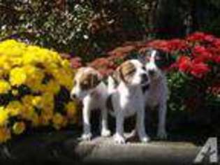 Jack Russell Terrier Puppy for sale in SWANSEA, MA, USA