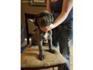 Cane Corso Puppy for sale in Carney, OK, USA