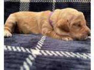 Goldendoodle Puppy for sale in Norfolk, VA, USA