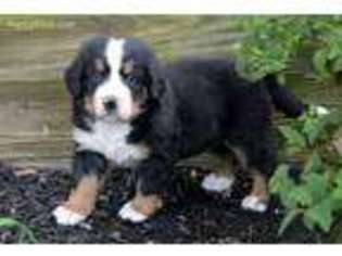 Bernese Mountain Dog Puppy for sale in Lagrange, IN, USA