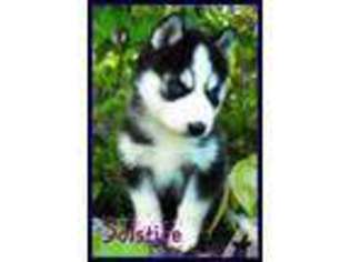 Siberian Husky Puppy for sale in BROOKS, KY, USA