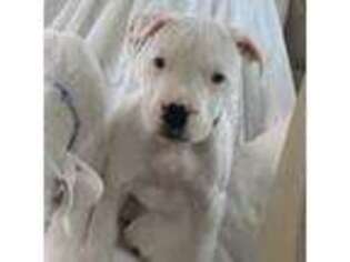 Dogo Argentino Puppy for sale in Newmarket, NH, USA