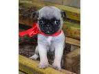 Pug Puppy for sale in Park City, KY, USA