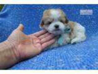 Mal-Shi Puppy for sale in Los Angeles, CA, USA