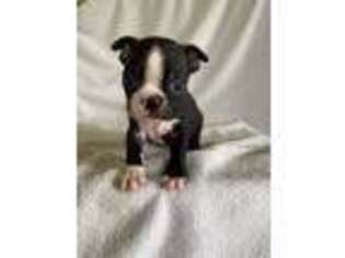 Boston Terrier Puppy for sale in Ashland, OH, USA