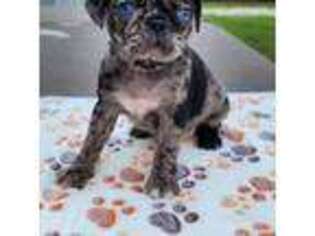 Pug Puppy for sale in West Salem, OH, USA