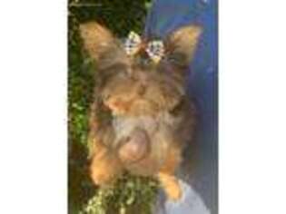 Yorkshire Terrier Puppy for sale in Siloam Springs, AR, USA