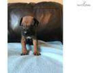 Rhodesian Ridgeback Puppy for sale in Greenville, SC, USA