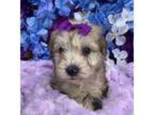 Mutt Puppy for sale in Hillsboro, TX, USA