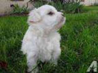 Maltese Puppy for sale in BEVERLY HILLS, CA, USA