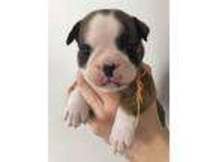 Bulldog Puppy for sale in Lititz, PA, USA