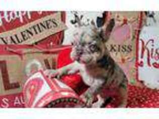 French Bulldog Puppy for sale in East Dublin, GA, USA