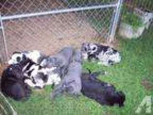 Great Dane Puppy for sale in CLEVELAND, TN, USA