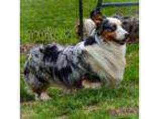 Cardigan Welsh Corgi Puppy for sale in Worthington, IN, USA