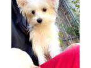 Yorkshire Terrier Puppy for sale in Houston, TX, USA