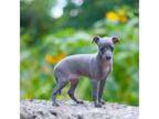Italian Greyhound Puppy for sale in Bethany, MO, USA