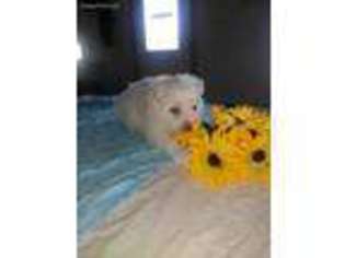 American Eskimo Dog Puppy for sale in Columbia City, IN, USA