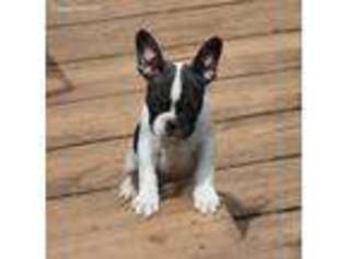 French Bulldog Puppy for sale in Deep Gap, NC, USA