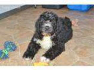 Saint Berdoodle Puppy for sale in Millersburg, IN, USA