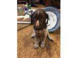 German Shorthaired Pointer Puppy for sale in Oakdale, CT, USA