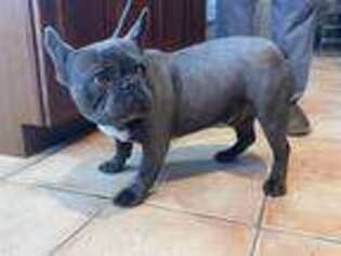 French Bulldog Puppy for sale in Stoneham, MA, USA