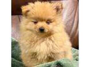 Pomeranian Puppy for sale in Lawrenceville, GA, USA