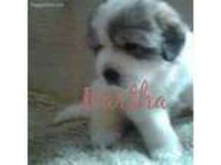 Great Pyrenees Puppy for sale in Seaview, WA, USA