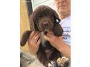 Newfoundland Puppy for sale in Hillsboro, KS, USA