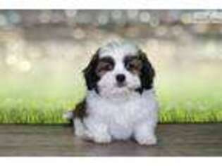 Shih-Poo Puppy for sale in Saint George, UT, USA