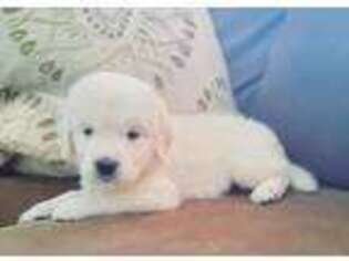 Mutt Puppy for sale in Harrisburg, PA, USA