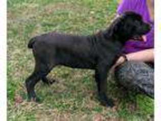 Cane Corso Puppy for sale in Pisgah Forest, NC, USA