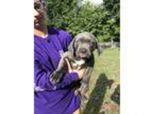Cane Corso Puppy for sale in Silver Spring, MD, USA