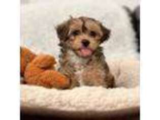Mutt Puppy for sale in San Ramon, CA, USA