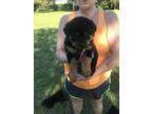 Rottweiler Puppy for sale in Gainesville, FL, USA