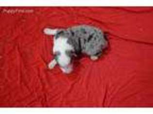 Australian Shepherd Puppy for sale in Radcliffe, IA, USA