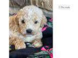 Labradoodle Puppy for sale in Fayetteville, AR, USA