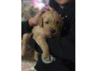 Labrador Retriever Puppy for sale in Waddell, AZ, USA